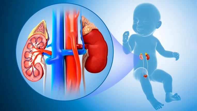Pediatric Urology