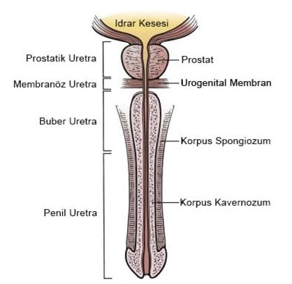 Urethroplasty
